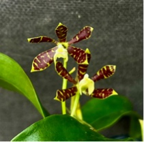 Encyclia boothiana x sib (Coming Soon!!)