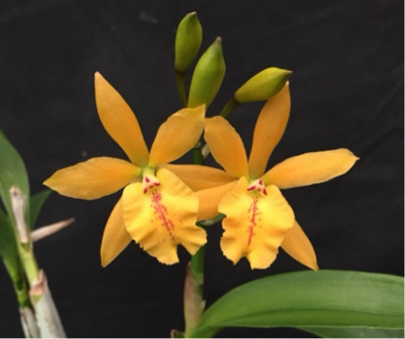 Epilaeliocattleya Don Herman *Carmela*s Spots*: Orchids By Hausermann
