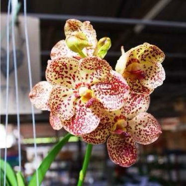Vanda Krakaew x Vanda (Bitz*s Heartthrob x Srakaew): Orchids By