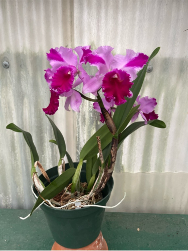 Blc. Jennifer Off *Joan* HCC/AOS: Orchids By Hausermann