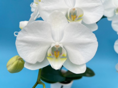 Phalaenopsis Pure and White (In spike now)