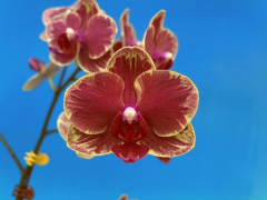 Phalaenopsis Star Passion (In Spike Now)
