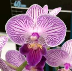 Phalaenopsis MS Wandering Soul (In Spike Now)