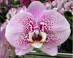 Phalaenopsis Terrazo  (In spike Now)