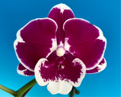 Phalaenopsis MS Black Belly (in spike now)