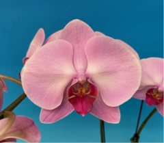 Phalaenopsis Pink Moonlight (in spike now)