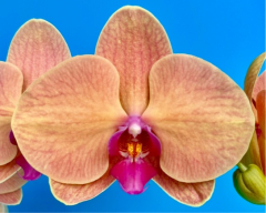 Phalaenopsis Venus Vicky (in spike now)