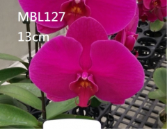 Phalaenopsis MS Red Apple (in spike now)