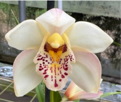 Cymbidium Belle Glade