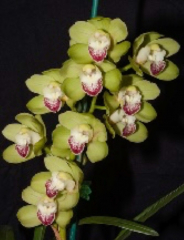 Cymbidium Terrapin Flyer *#2*