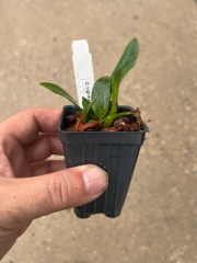 Cattleya tigrina
