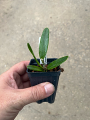 Cattleya lueddemanniana var. alba