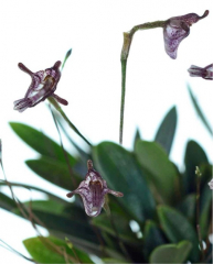 Porroglossum dalstroemii