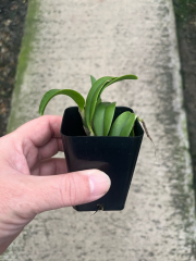 Cattleya (Laelia) alaorii