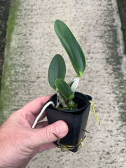 Cattleya walkeriana labeloide 'Flash'