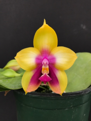 Phalaenopis Mituo Gelb Eagle *Pylo* AM/AOS (Coming soon!!)