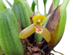 Maxillaria chacoensis