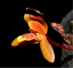 Maxillaria acutifolia