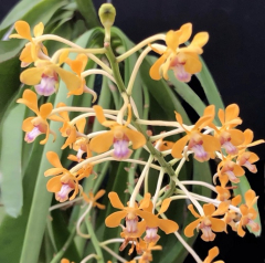 Vanda testacea (mounted)