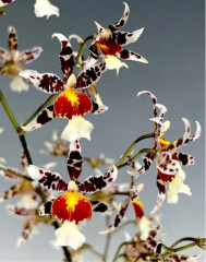 Odontocidium Rex*s Luck *Firefly*