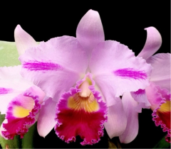Cattleya trianae var. flamea (mounted)