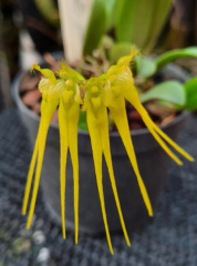 Bulbophyllum flaviflorum (mounted)