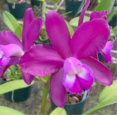 Cattleya Volcano Pride *Volcano Queeen*