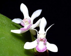 Cadetia collina (mounted)