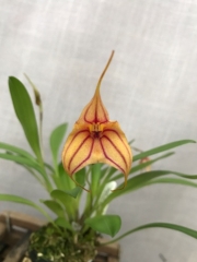 Masdevallia Wild Child