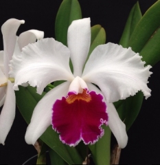 Lc. Park Ridge 'Thornridge'