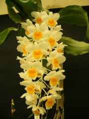 Dendrobium farmeri