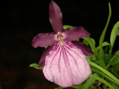 Miltonia spectabilis var. moreliana (mounted)