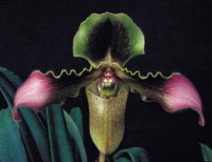 Paphiopedilum hirsutissimum