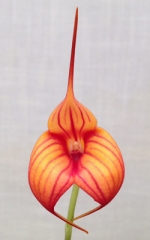 Masdevallia Pat Akehurst 'Golden Zebra'  AM/AOS