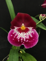 Miltonia Lila Fearnyhough '#10'