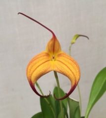 Masdevallia Cassiope 'Alexa' HCC/AOS