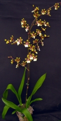 COLMANARA WILDCAT (IN BUD NOW!!)