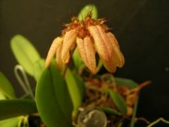 Bulbophyllum sikkimense  (Miniature)