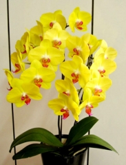 Phalaenopsis Fuller's Sunset  IN SPIKE